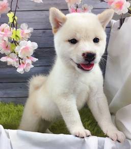 Shiba Inu