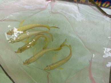 arowana golden crossback 5 inch -wholesale price