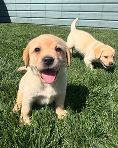 Labrador retriever puppies r