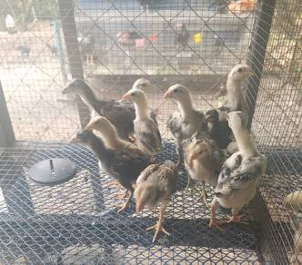 Anak Ayam