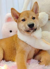 Shiba