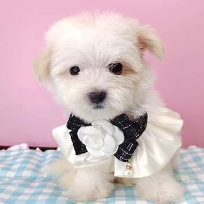 Bichon