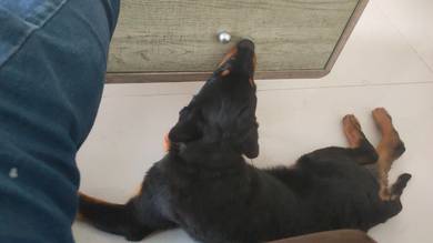 Rottweiler