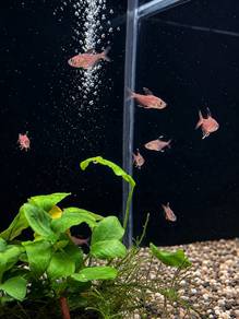 Rosy Tetra