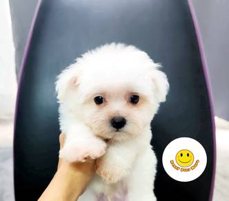 brr5500 Tiny size Maltese puppy dog white haired