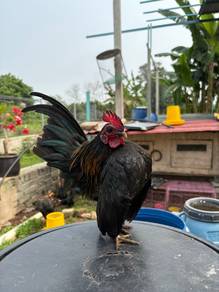 ayam serama