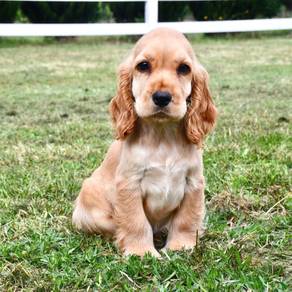 Cocker spaniel