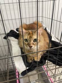 Very Manja Cat for Adoption
