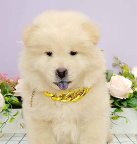 Chow Chow