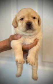 Cream labrador Retriever'