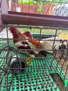 ayam ratu lhk/ayam siam/ayam pama/ ayam bulu balik