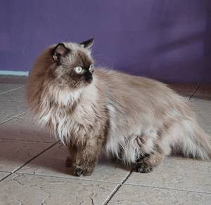 Persian 