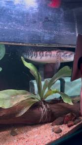 channa maru yellow sentarum