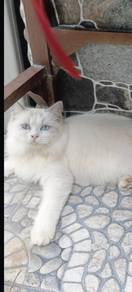 pure breed kitten anak kucing