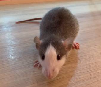 Dumbo Rat