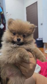 Female Pom 3 weeks