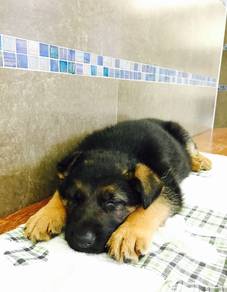 German Shepherd