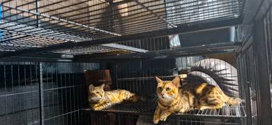 KUCING BENGAL Murah
