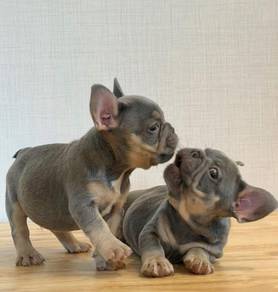 French Bulldog Puppy FB15