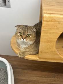 Munchkin Fold