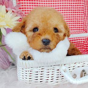 Poodle