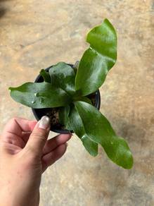 Platycerium cv Dragon