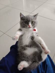 BSH bicolor grey