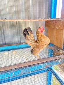 ayam serama