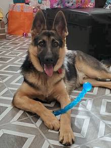 GS922 German Shepherd 7 months #mka