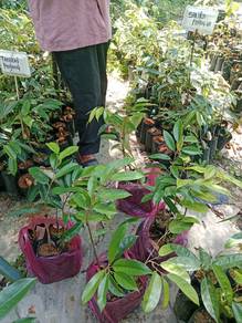 pokok durian murah