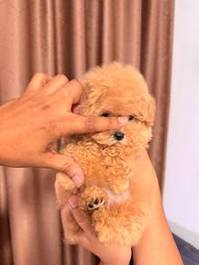 Maltipoo 11