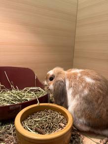 Rabbit for sale