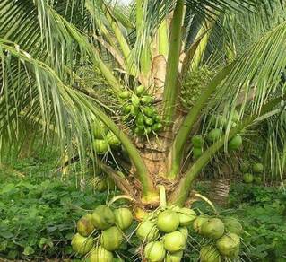 Benih kelapa pandan tulen