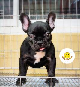 Q500 French Bulldog black haired puppies