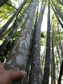 buluh hutan besar / bamboo
