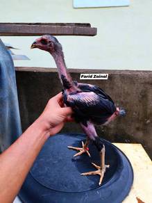 ayam ganoi