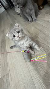 scottish fold female