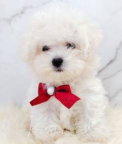 Bichon