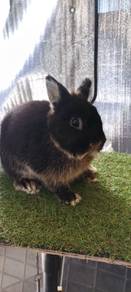 rabbit 