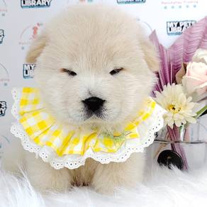 Chow Chow