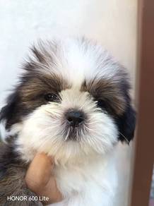 Shih Tzu 