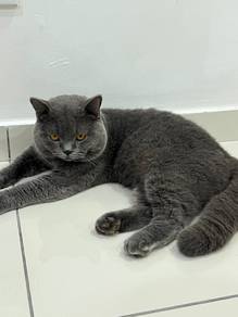 BSH Cats