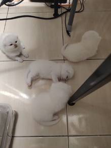 BSH Kitten [Pre Order] 