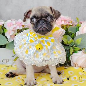 Pug