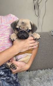 pug puppy