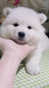 Samoyed puppies imported