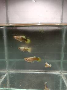 Full Gold Guppy fish