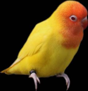 Pretty Baby Lovebird