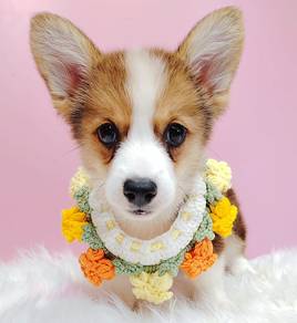 Corgi Welsh