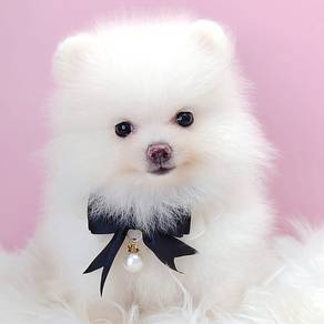 Pomeranian